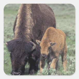 NA, USA, Wyoming, Yellowstone National Park. Quadratischer Aufkleber