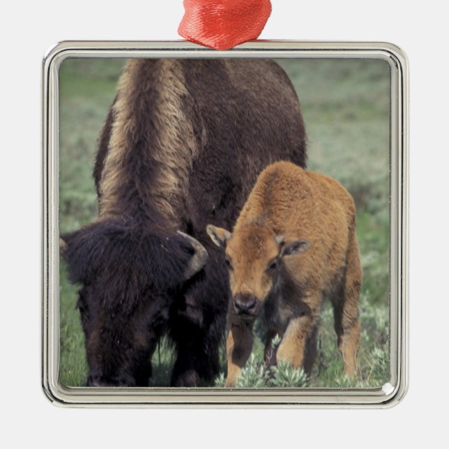NA, USA, Wyoming, Yellowstone National Park. Silbernes Ornament (Vorne)