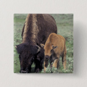 NA, USA, Wyoming, Yellowstone-Nationalpark. Button