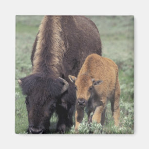 NA, USA, Wyoming, Yellowstone-Nationalpark. Magnet