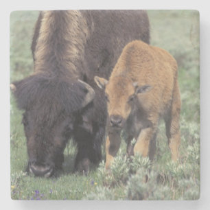 NA, USA, Wyoming, Yellowstone-Nationalpark. Steinuntersetzer