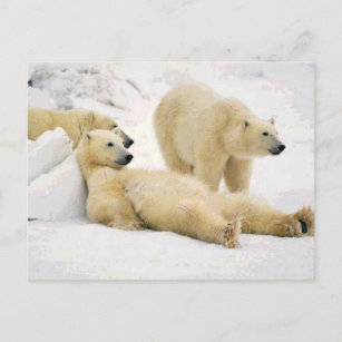 schwarz-weiß Karte Ansichtskarte: Eisbär Mutter mit Kind Polar Bear 