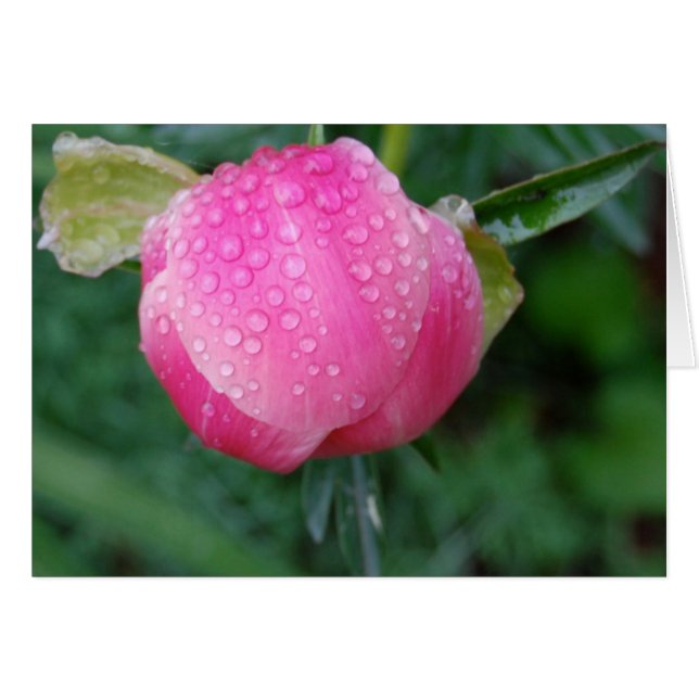 Nach dem Regen (Vorderseite (Horizontal))