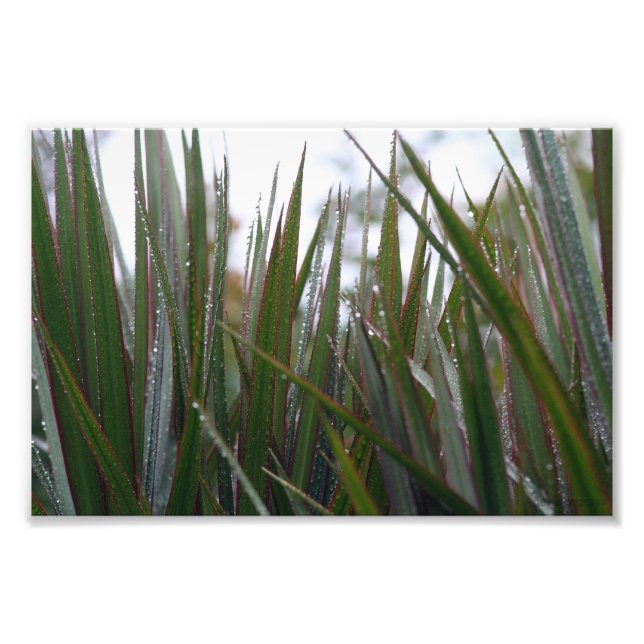 Nach dem Regen Fotodruck (Vorne)