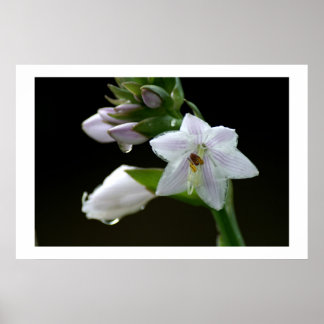 Nach dem Regen Poster