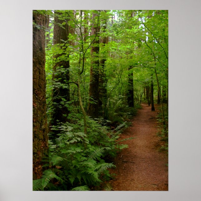 nach dem Regen Poster (Vorne)