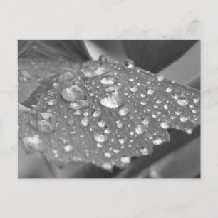 Nach dem Regen Postkarte