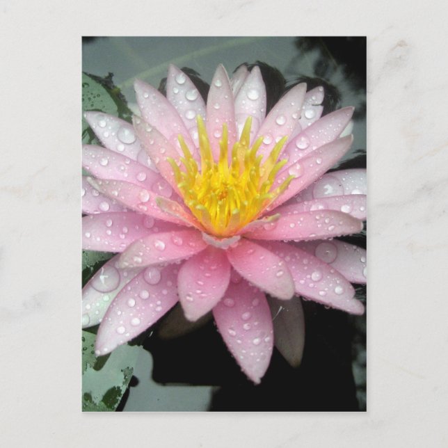 Nach dem Regen Postkarte (Vorderseite)