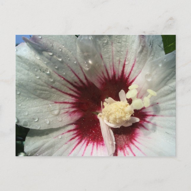 Nach dem Regen Postkarte (Vorderseite)