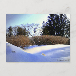 Nach einem Eissturm Postkarte