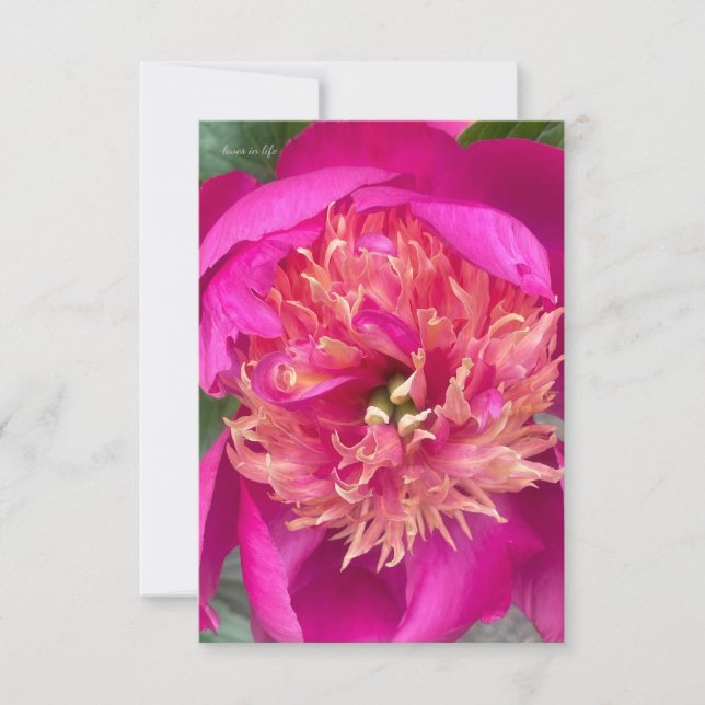 Nach oben nahe Pink-Peony Mitteilungskarte (Vorderseite)