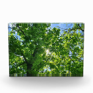 Nach oben schauen zu grünen Blättern und blauem Hi Fotoblock