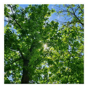 Nach oben schauen zu grünen Blättern und blauem Hi Poster