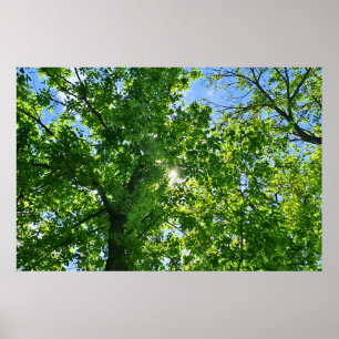 Nach oben schauen zu grünen Blättern und blauem Hi Poster