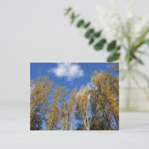 Nach oben schauend zu Gelben Pappel-Bäumen I Postkarte