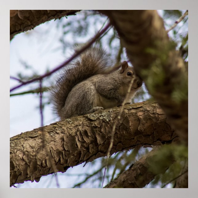 Nach unten Blickend Poster (Vorne)