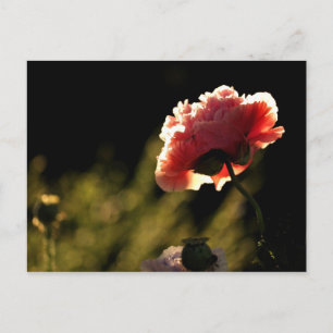 Nachbargarten Postkarte