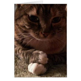 Nachdenkliche Katze, Karte