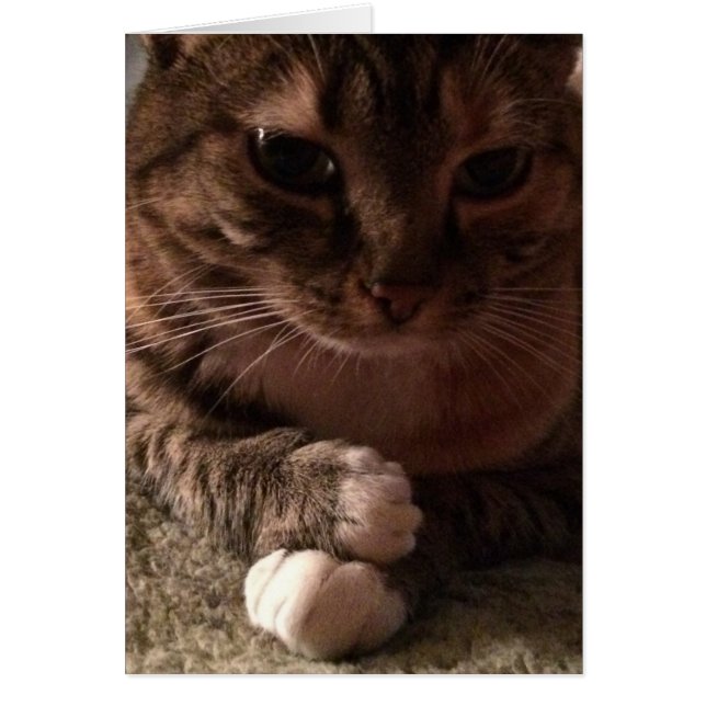 Nachdenkliche Katze, Karte (Vorne)