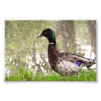 Nachdenkliche Stockente Fotodruck