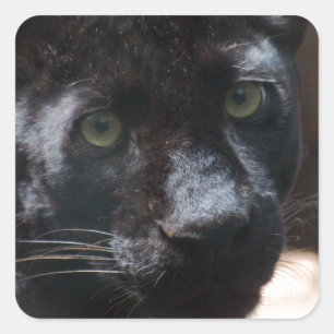 Nachdenklicher schwarzer Panther Quadratischer Aufkleber