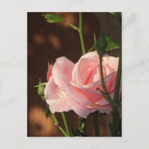 Nachmittags Rosa Single Postkarte