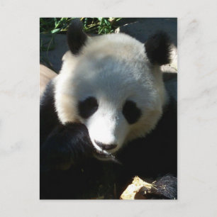 Nachmittags Snack 1 Postkarte