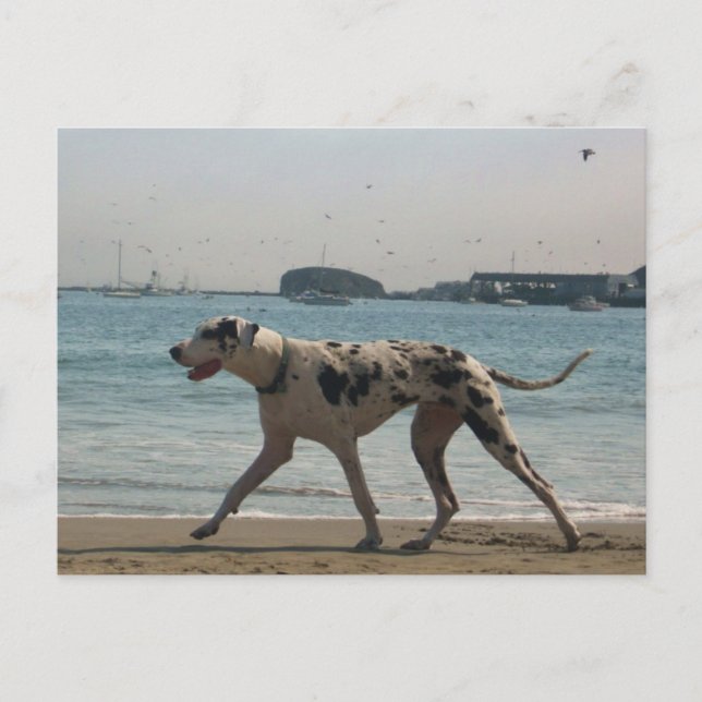 Nachmittagsspaziergang III Postkarte (Vorderseite)