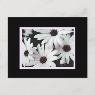 Nachrichten mit schwarzem Hintergrund und rosa Akz Postkarte