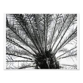 Nachschlagen // Schwarz und Weiß Florida Palm Fotodruck