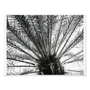 Nachschlagen // Schwarz und Weiß Florida Palm Fotodruck