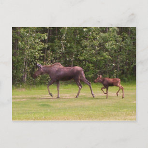 Nachstehend in Mamas Postkarte