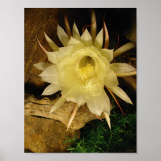 NACHT-BLOOMENZEREUS POSTER