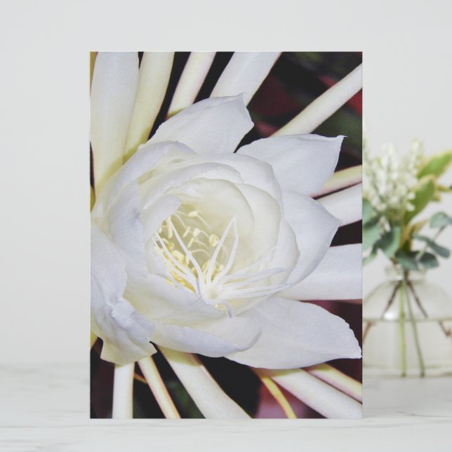 Nachtblühende Blume (Stehend Vorderseite)