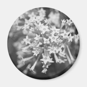 Nachtblühende Jasmine Magnet