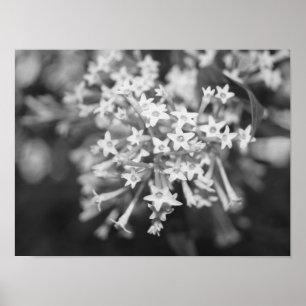 Nachtblühende Jasmine Poster