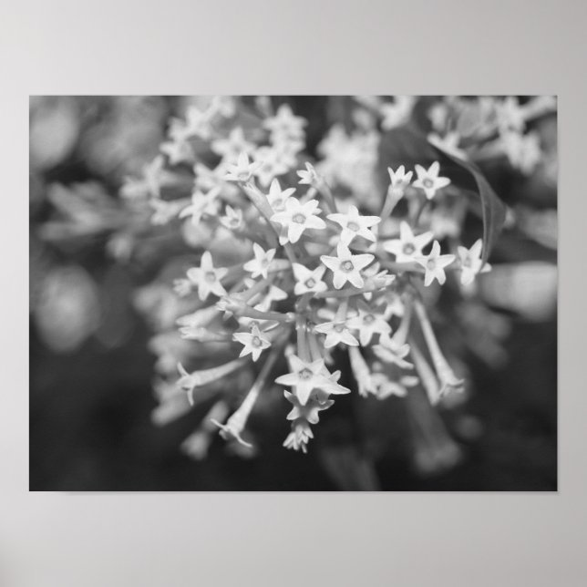 Nachtblühende Jasmine Poster (Vorne)