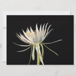 Nachtblühende Kaktus-Blume