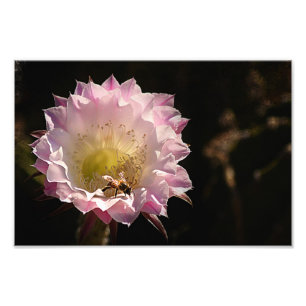 Nachtblüte und -biene fotodruck