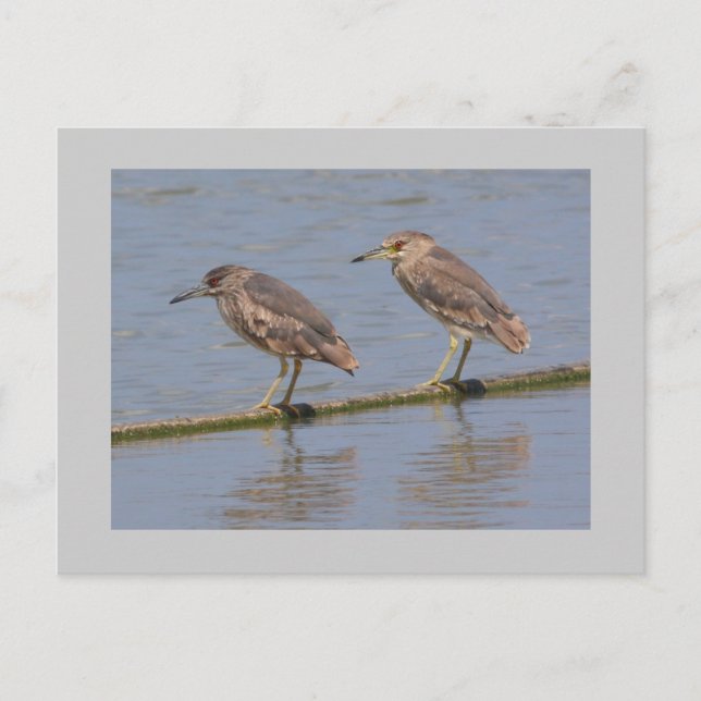 Nachtherzen Postkarte (Vorderseite)