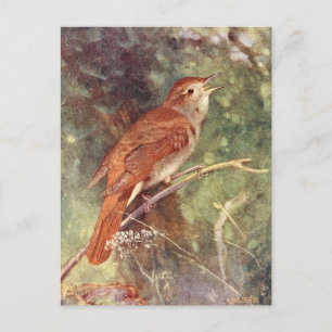 Nachtigale Singing Postkarte