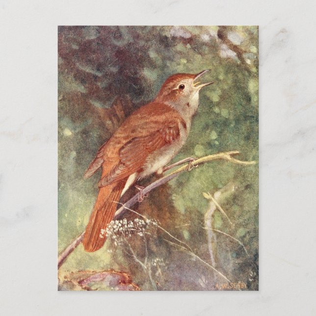 Nachtigale Singing Postkarte (Vorderseite)