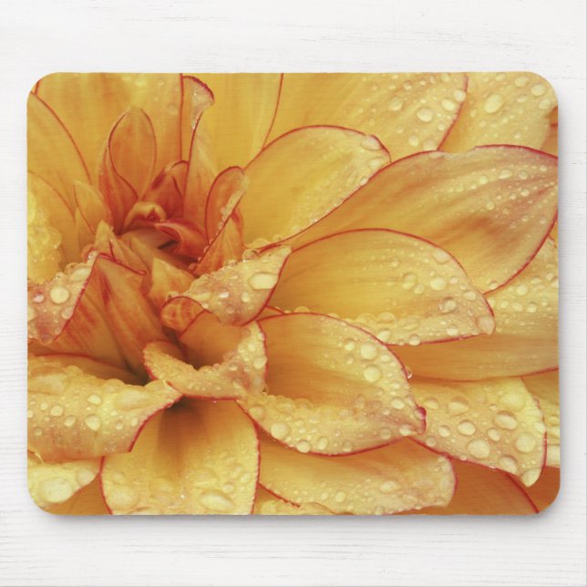 Nachträgliche Fotografien der Dalhia Blume mit den Mousepad (Vorne)