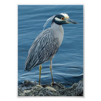 Nachtreiher mit gelber Krone Fotodruck