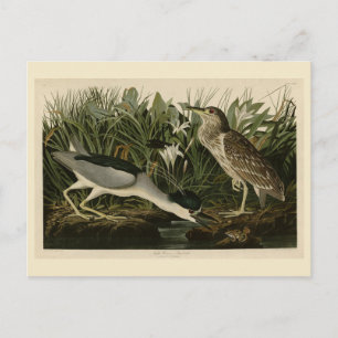 Nachtreiher, Qua Bird, Audubons Vögel von Amerika Postkarte