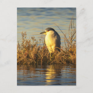 Nachtscharlach Postkarte Golden Marsh Wildlife