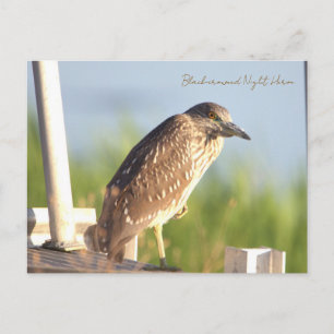 Nachtschwalben-Postkarte Postkarte
