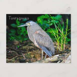 Nacktkehl-Tigerreiher in Tortuguero Postkarte