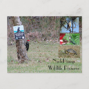 Nacle Pineys Postcard Postkarte