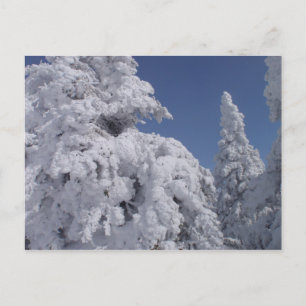 Nadelbäume dick mit Schnee bedeckt Postkarte